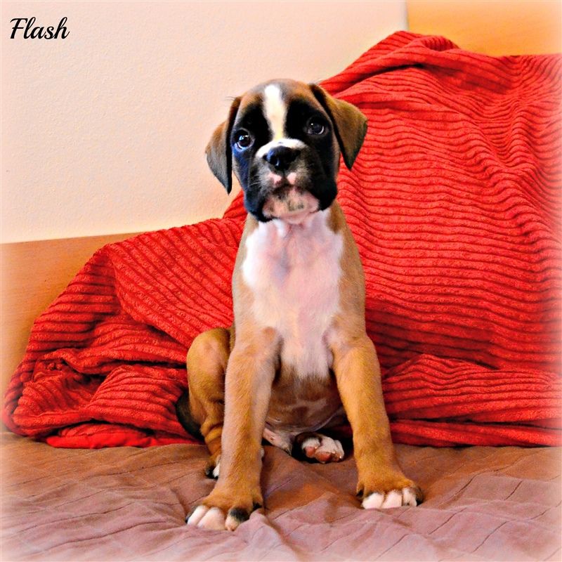 6,5 weeks